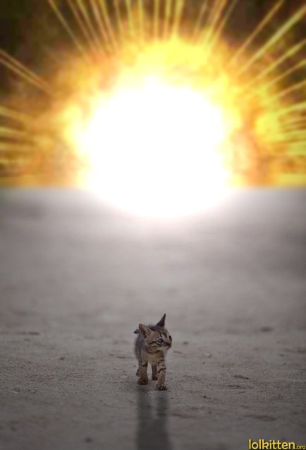 Cat walking away from explosion