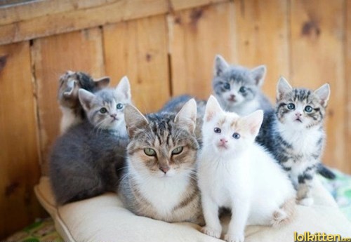 Kittens listening to first person