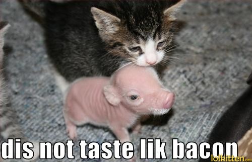 dis not taste lik bacon