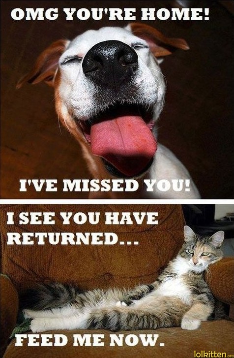 Dog welcome vs. cat welcome