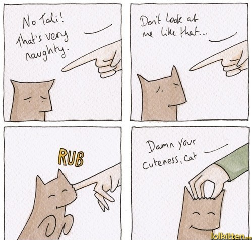Cat uses cuteness to manipulate human after a crime