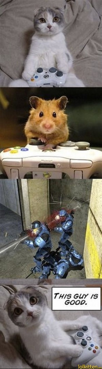 Cat and Hamster gaming