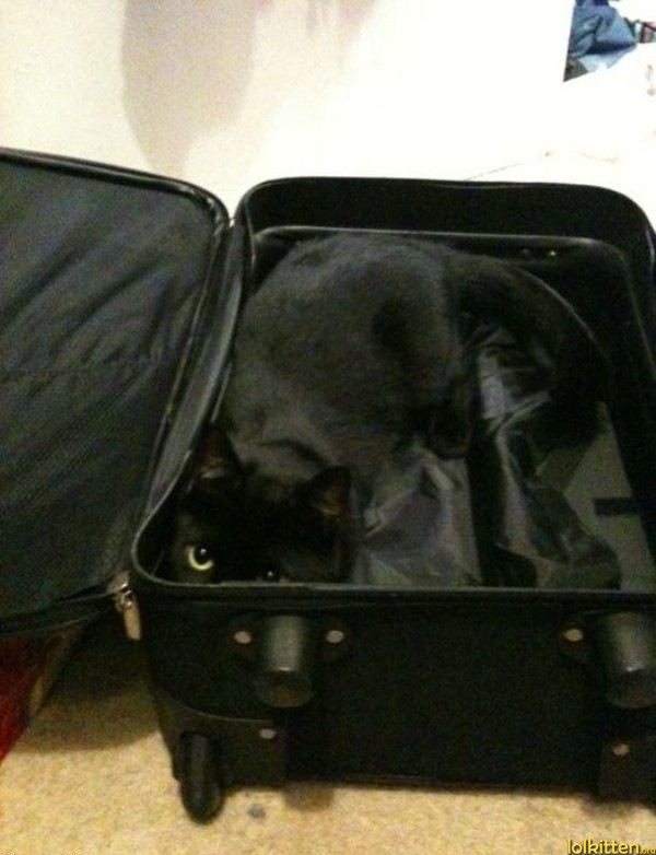 Black cat in black suitcase