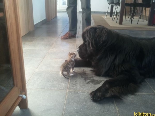 Small cat, big dog