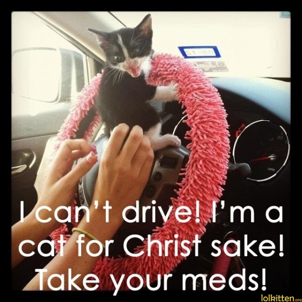 I can't drive! I'm a cat for Christ sake! Take your meds!