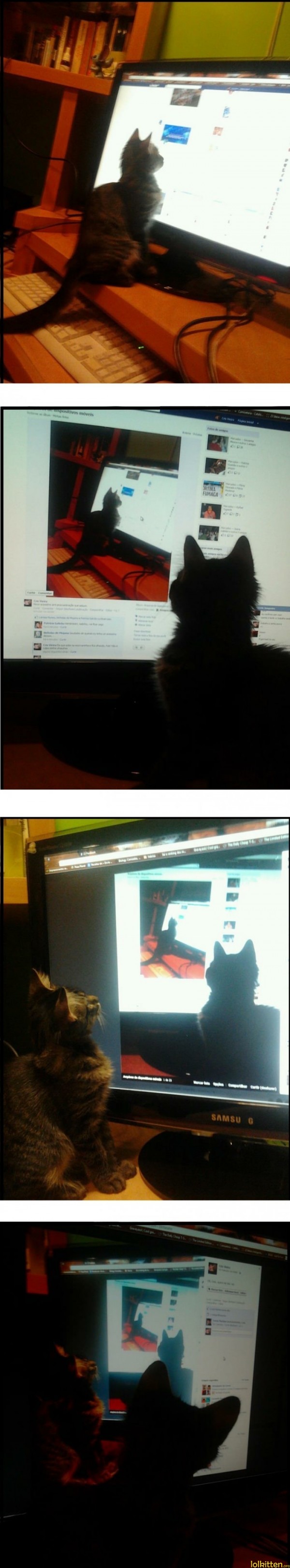 Cat in front of screen