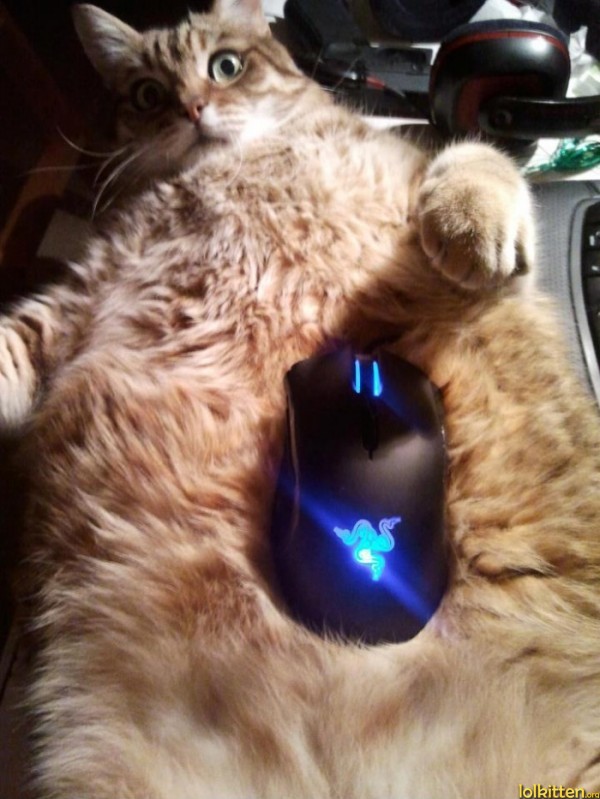 A computer mouse on a real cat