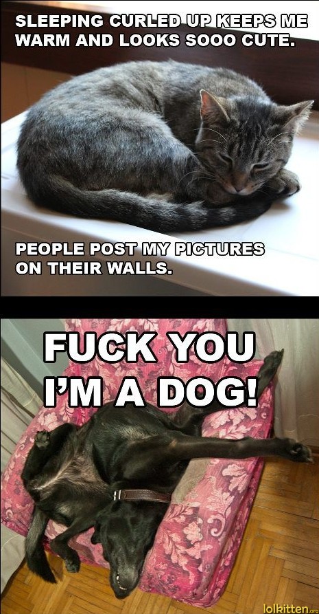 FUCK YOU, I'M A DOG!