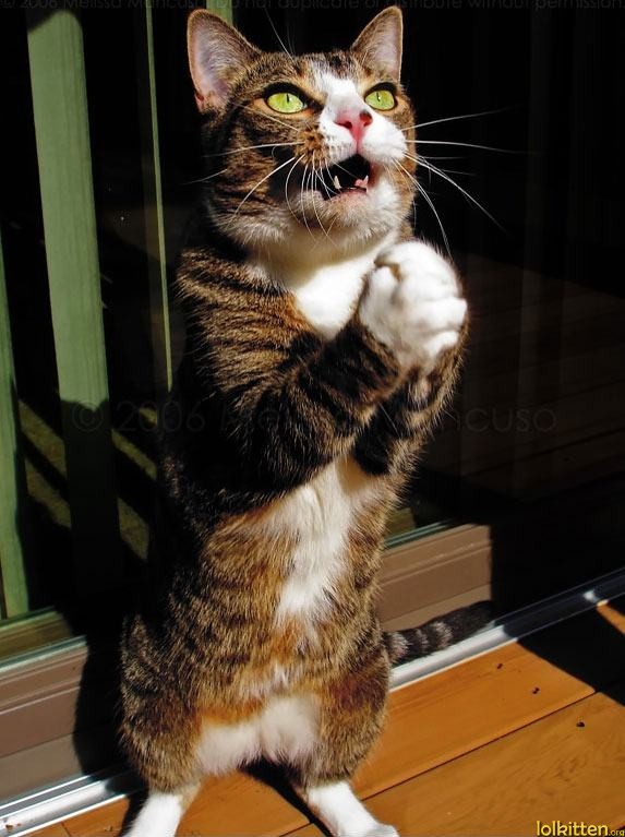 Begging Cat
