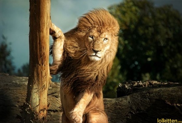 The lion queen