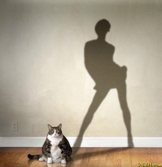 How Cats See Themselves