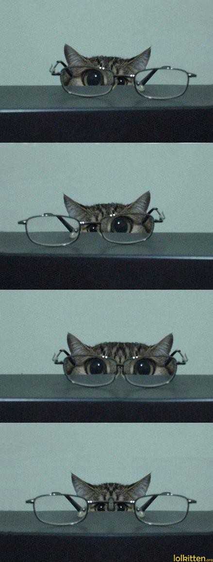 Cat behind glasses