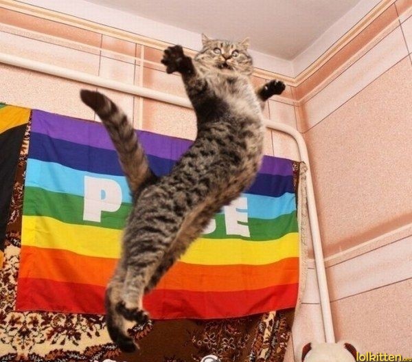 Peace Cat