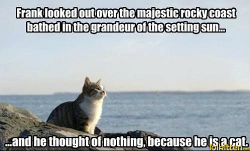 Frank looked out over the majestic rocky coast bathed in the grandeur of the setting sun... ...and he thought of nothing, because he is a cat.