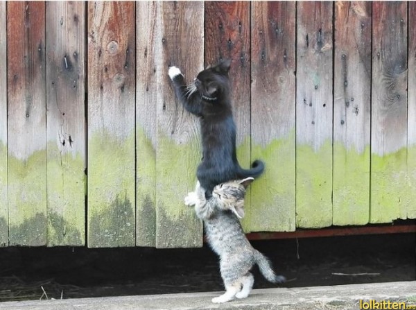 Stacking cats
