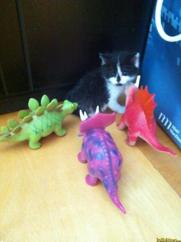 Rainbow dinosaurs around kitty