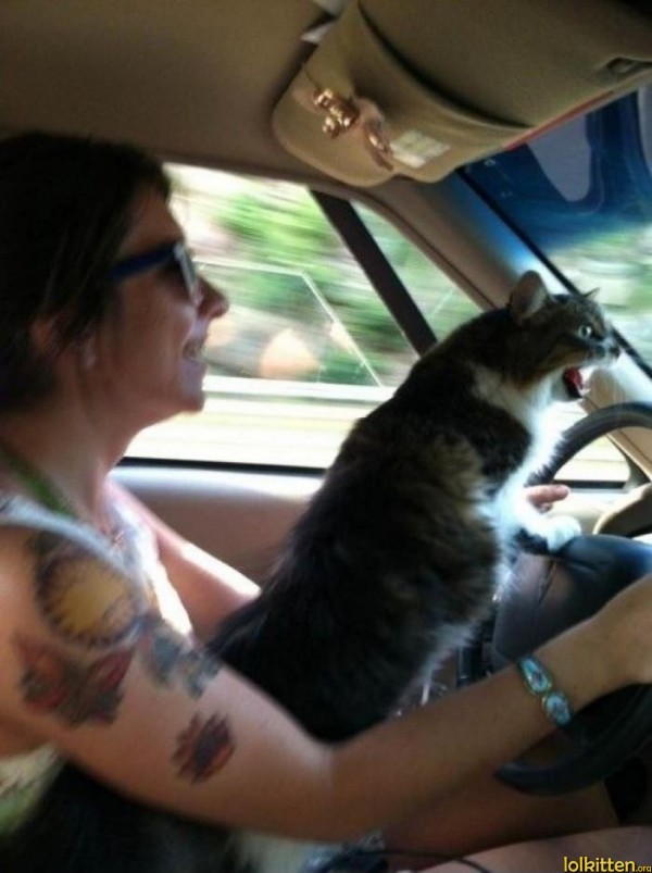 Let me take the wheel!