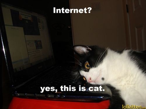 Internet? yes, this is cat.