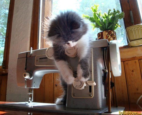 Funny cat adjusting a sewing machine