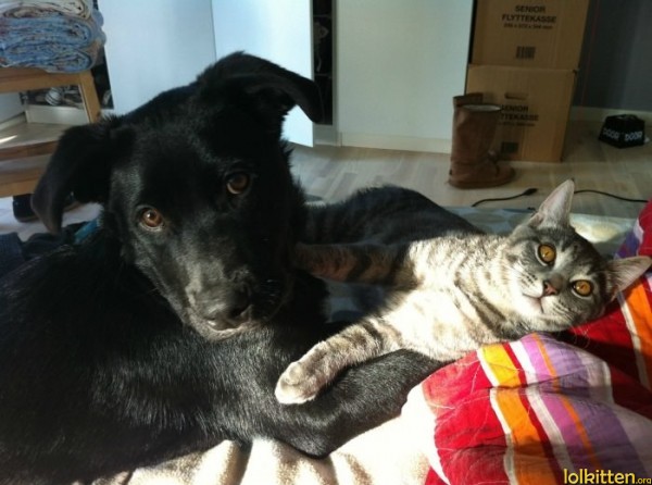 Cat and dog are not fighting