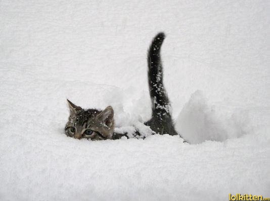 Cat in high snow