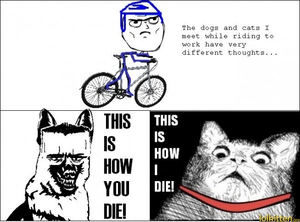 Cats are afraid of bicycles