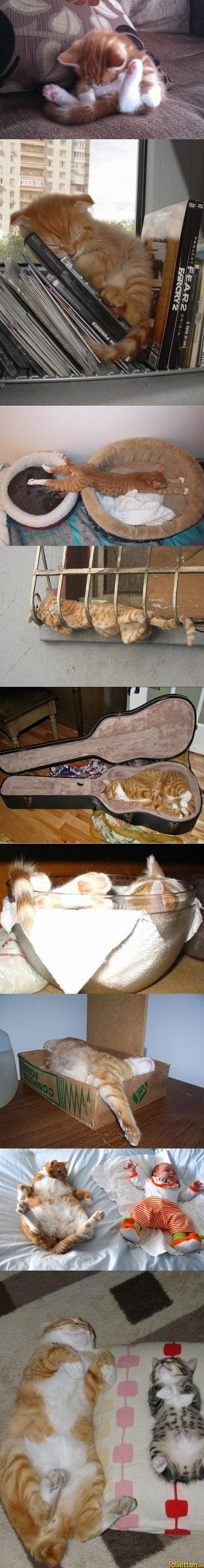 Cat Sleepology