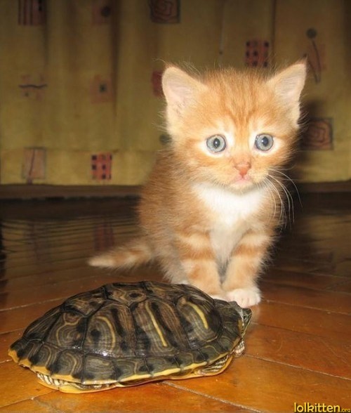 Kitty and turtle