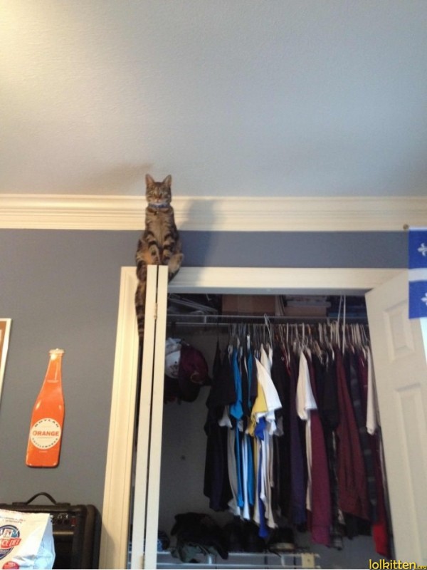 Assassin's Creed Cat