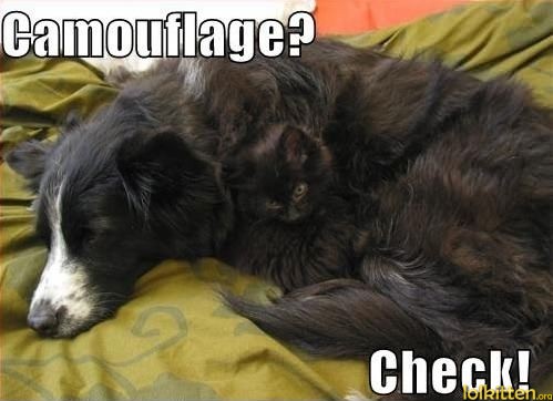 CAmouflage? Check!