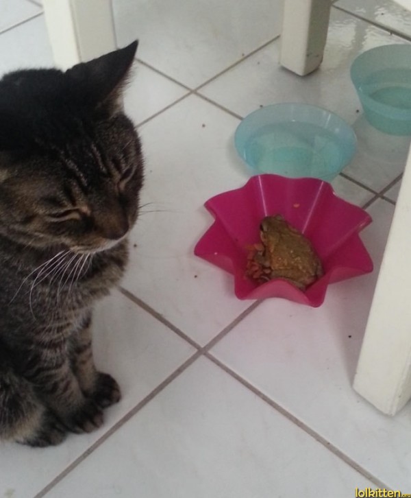 Frog in cat's bowl