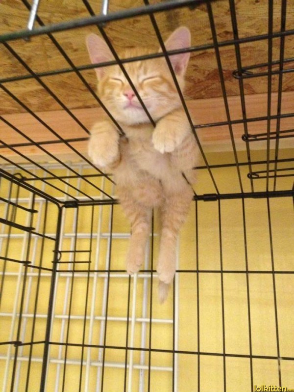 Cat sleeping on cage fence