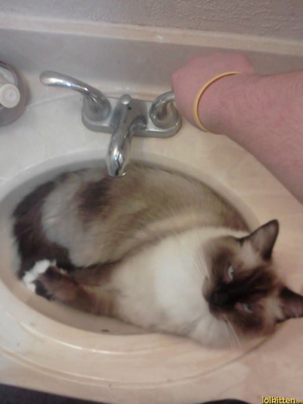 Cat is going to get wet...