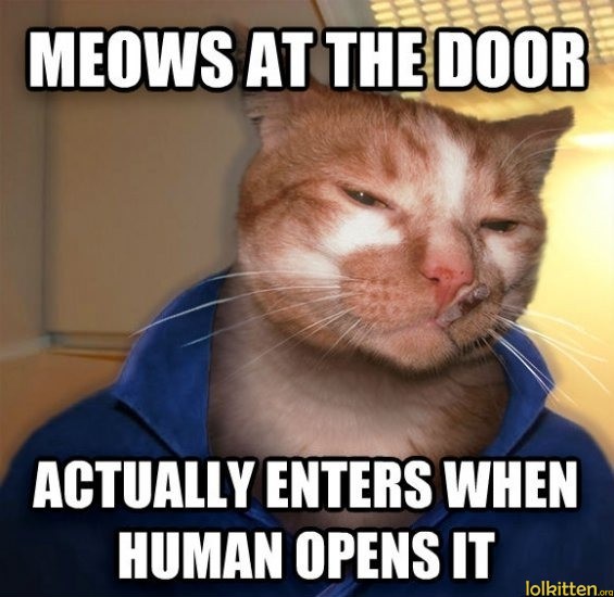 MEOWS AT THE DOOR - ACTUALLY ENTERS WHEN HUMAN OPENS IT