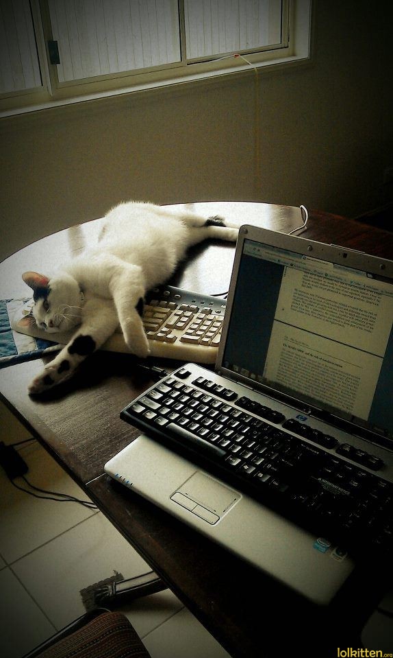 Cat on wrong keyboard