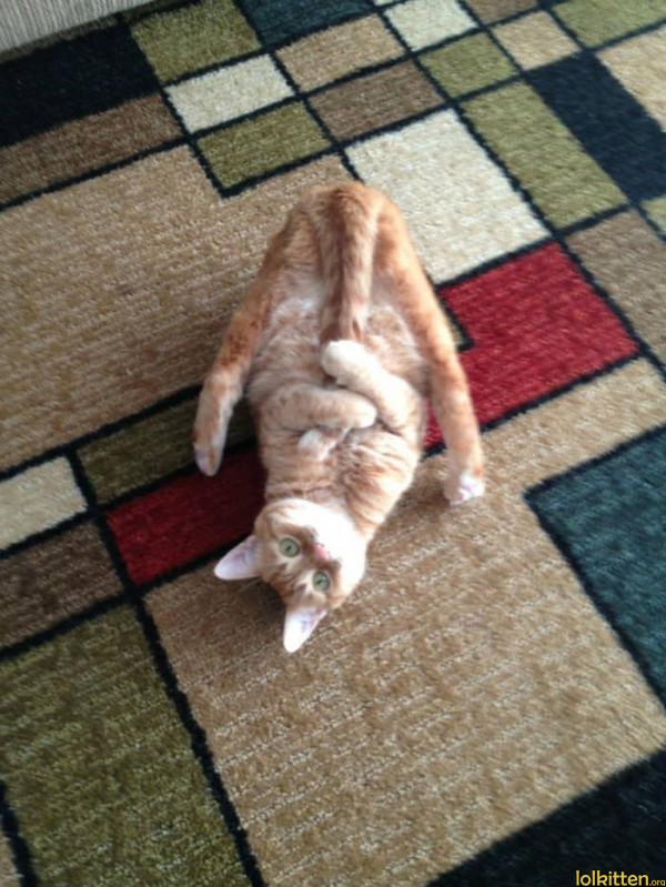 Cat has its tail in its paws