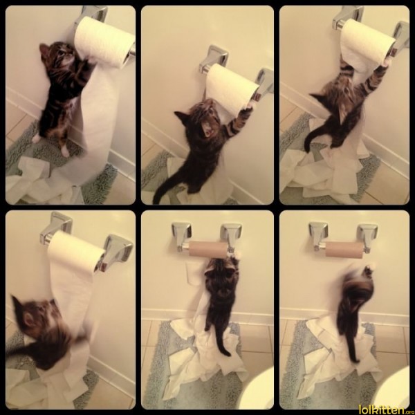Cat plays with toilet paper roll