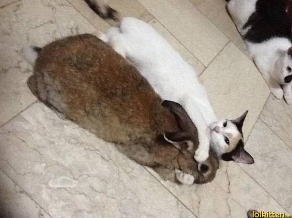 Cat loves a rabbit