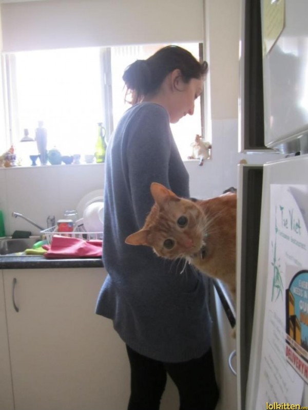 Cat wants you to open the fridge