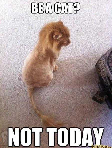 BE A CAT? NOT TODAY