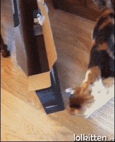 Cat get's trapped in a box