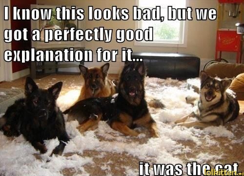 I know this looks bad, but we got a perfect good explanation for it... it was the cat.