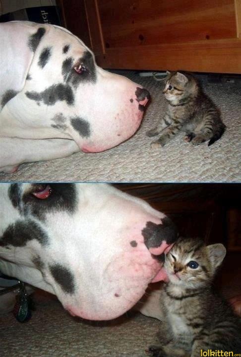 Big dog licks face of little cat