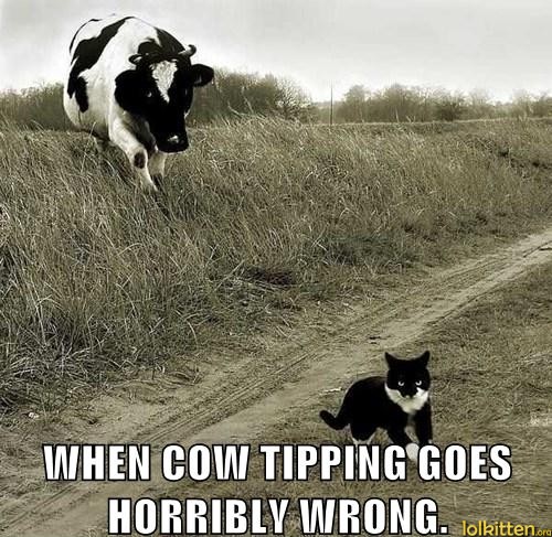 WHEN COW TIPPING GOES HORRIBLY WRONG