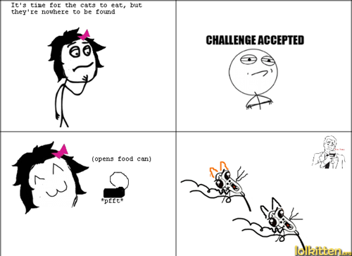 Epic meal time for cats