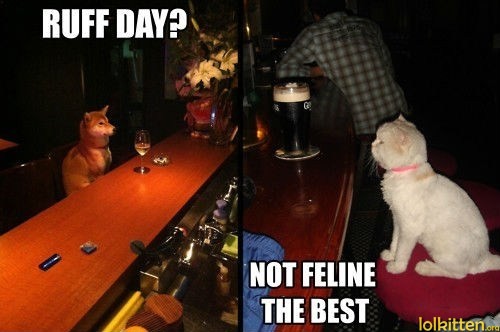 RUFF DAY? NOT FELINE THE BEST