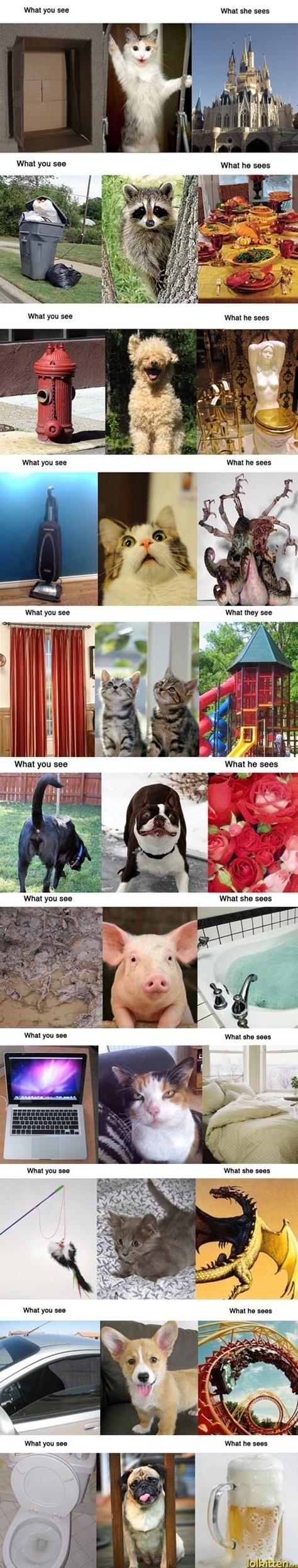 Animal view of things