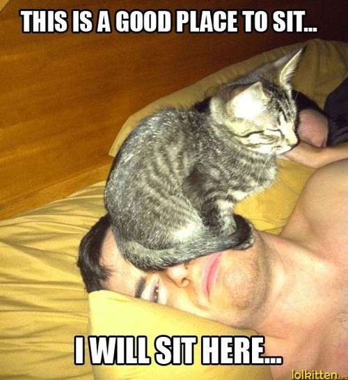 THIS IS A GOOD PLACE TO SIT... I WILL SIT HERE...