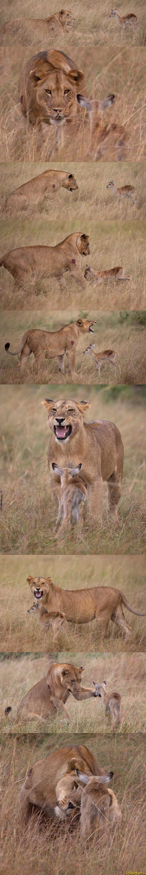 Lion adopts deer