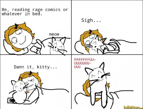 Cat in bed rage